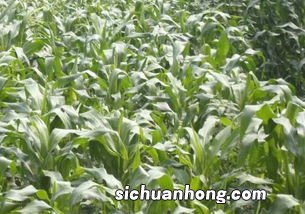 东北农作物生长期长还是短,是一年几熟