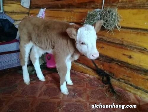 牛犊几天可以喂颗粒了