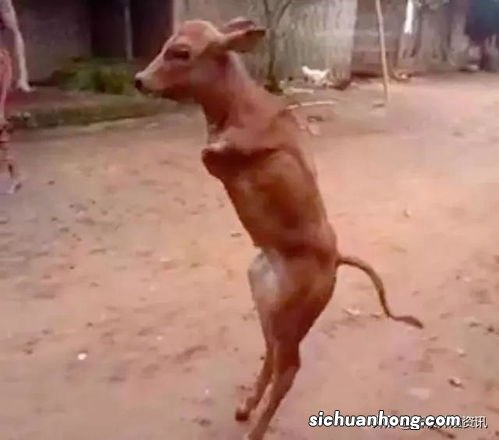 牛后腿踢肚子怎么回事