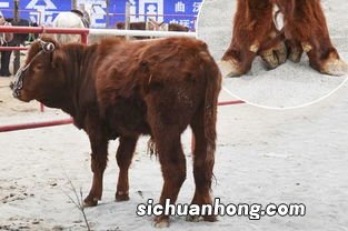 牛后腿踢肚子怎么回事