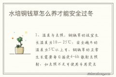 水培铜钱草怎么养才能安全过冬