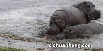 小河马是胎生还是蛋生