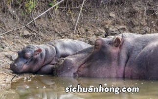小河马是胎生还是蛋生