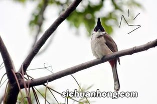 黄莺的叫声是叽叽还是喳喳