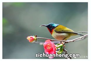 黄莺的叫声是叽叽还是喳喳