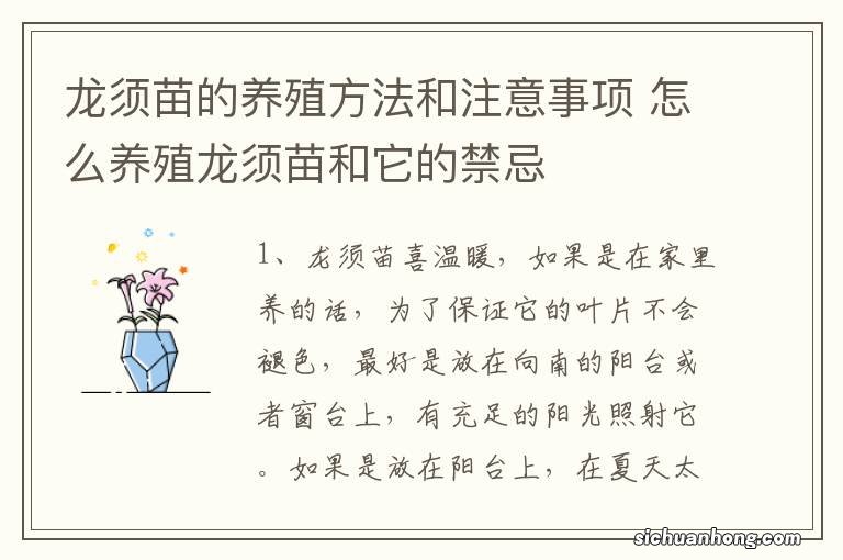 龙须苗的养殖方法和注意事项 怎么养殖龙须苗和它的禁忌