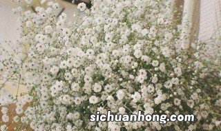 满天星花语养殖方法和注意事项 怎么养护满天星和禁忌