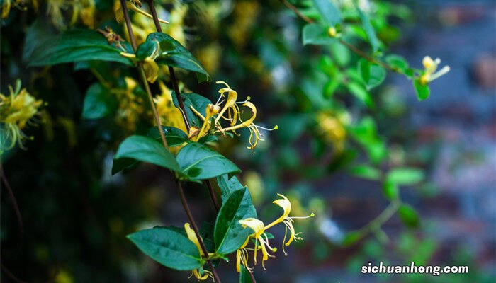金银花泡水的作用与功效 金银花泡水