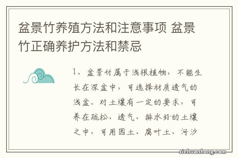 盆景竹养殖方法和注意事项 盆景竹正确养护方法和禁忌