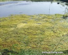 池塘青苔治理方法