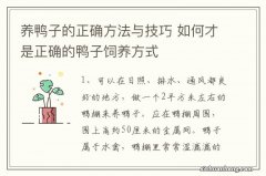 养鸭子的正确方法与技巧 如何才是正确的鸭子饲养方式