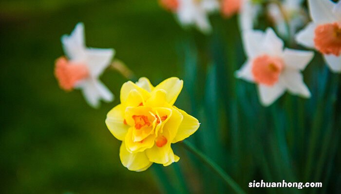 如何养水仙花水培 如何养水仙花