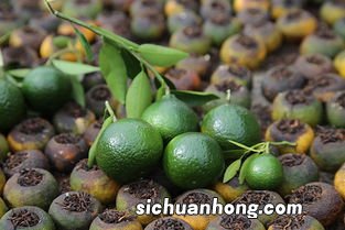 白茶小青柑怎么存放