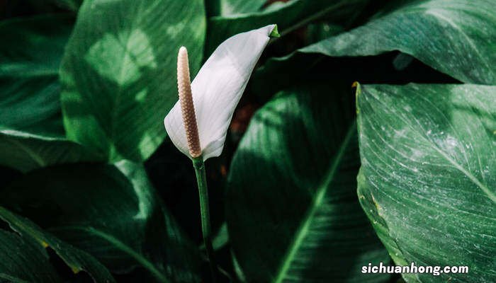 金钻花有毒吗能家中养吗 金钻花有毒吗
