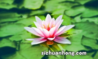 荷花莲花的区别