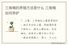 三角梅的养殖方法是什么 三角梅如何养护