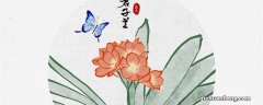 君子兰有花苞怎么养护不夹箭 君子兰有花苞怎么养护