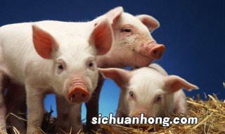 回民为什么不吃猪肉的传说是什么 回民为啥不吃猪肉