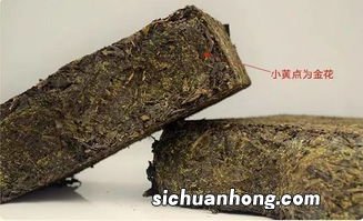 黑茶金花是怎么发现的