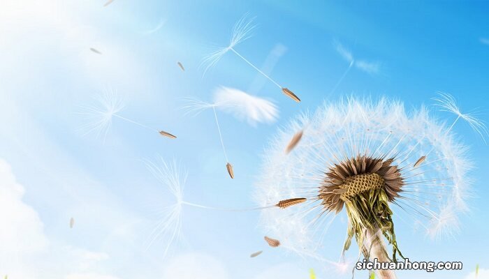 各种植物传播种子的方法 各种植物传播种子方法