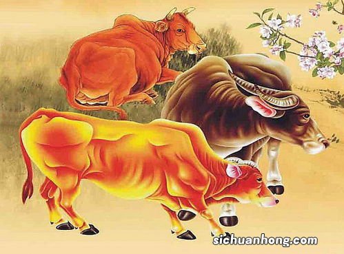 生肖牛和龙配吗