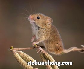 1996年属鼠的婚配