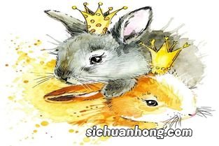 兔跟羊属相合不合