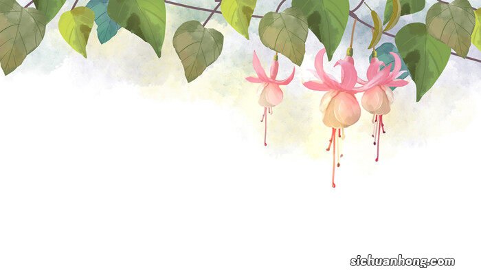 倒挂金钟浇水的窍门 倒挂金钟叶子干枯脱落怎么办