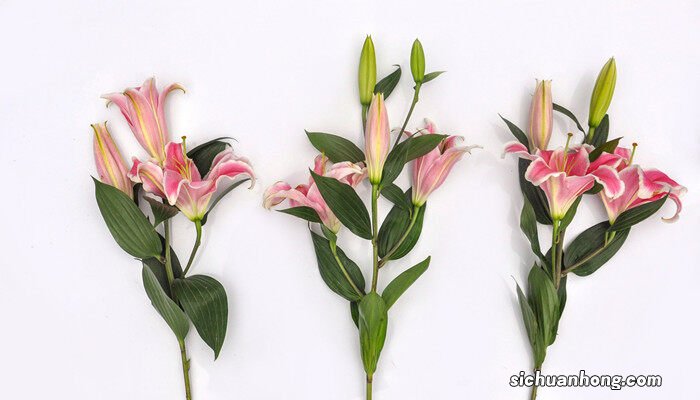 各种花代表的含义 花代表的含义