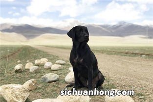 孕妇梦见黑狗是什么意思