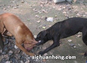 孕妇梦见黑狗是什么意思