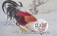 属鸡几月出生好