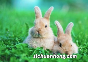 兔和狗相配吗
