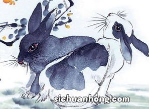 男虎女兔相配吗