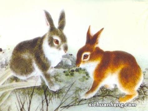 猪年属兔人的全年运势