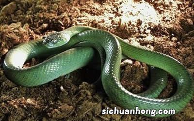 属蛇的今年运程