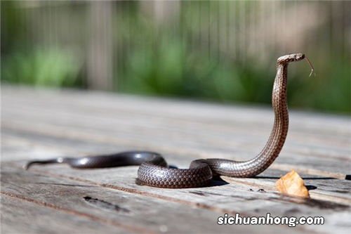 男人梦见被蛇咬什么意思