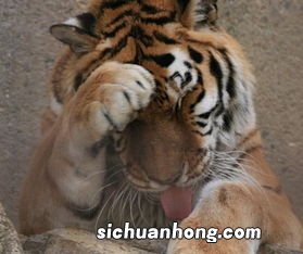 女人梦见老虎是胎梦吗