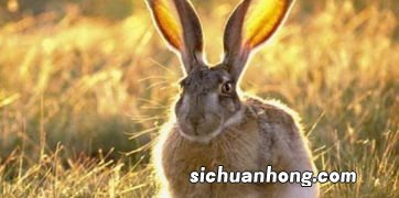 属兔和属蛇的合不合