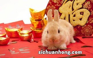 属狗和属兔的合不合