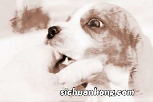 梦到狗咬人是什么意思