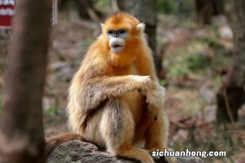 今年属猴的财运如何