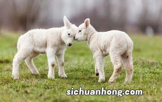 1979年属羊命里贵人是