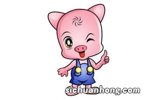 1995年属什么的生肖