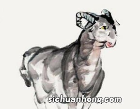 兔和羊合不合