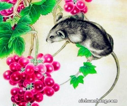 属鼠女人的弱点