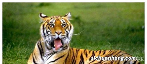 寅虎和什么相冲