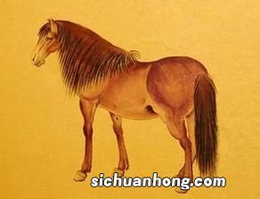 属马的人性格怎样