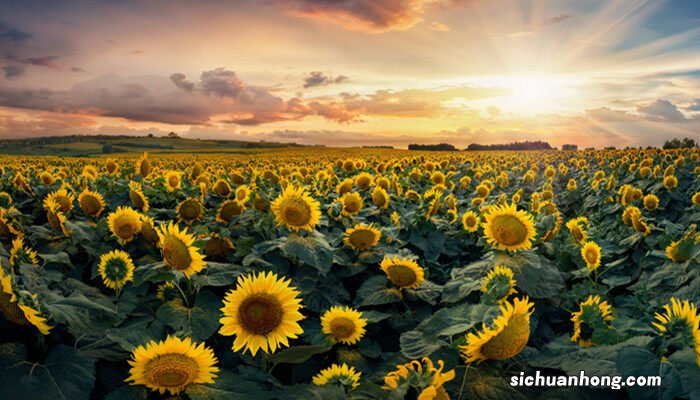 向日葵种子种植方法和时间 向日葵种子种植方法