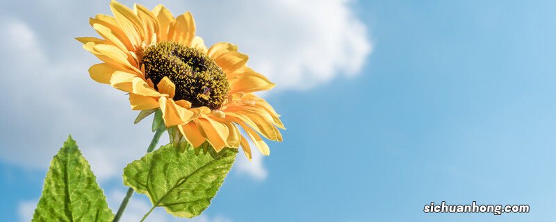 向日葵种子种植方法和时间 向日葵种子种植方法